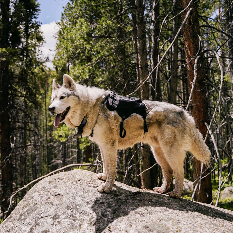 ULTIMATE DIRECTION Dog Vest, Color: Onyx V2, Size: L (80479723ONX-LG) Black Large - PawsPlanet Australia