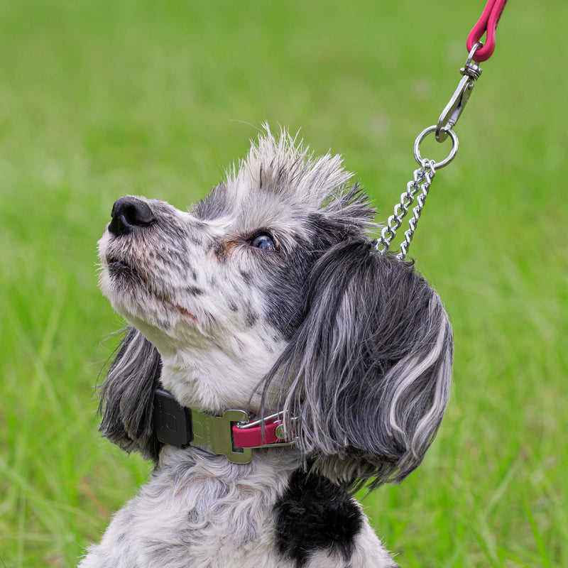 Herm Sprenger Chrome Plated Steel Dog Collar with Quick Release ClicLock Buckle O-Ring Biothane Insert Training Collar Made in Germany (Passionfruit Pink, 16in x 2.25mm(Neck Size up to 13-14in)) Passionfruit Pink 16in x 2.25mm(neck size up to 13-14in) - PawsPlanet Australia