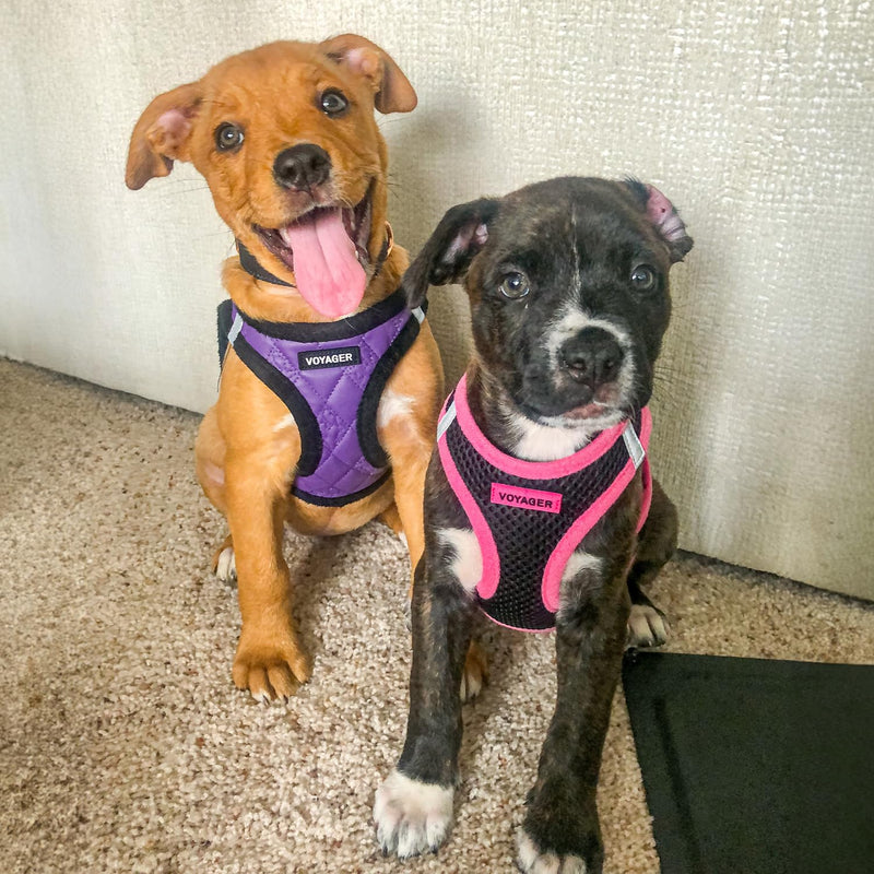 Voyager Step-In Plush Dog Harness by Best Pet Supplies - Step In Vest Harness for Small and Medium Dogs, Soft Plush, Purple Faux Leather, size XS - Chest: 13 - 14.5" Harness (Purple Faux Leather) XS (Chest: 13 - 14.5") - PawsPlanet Australia