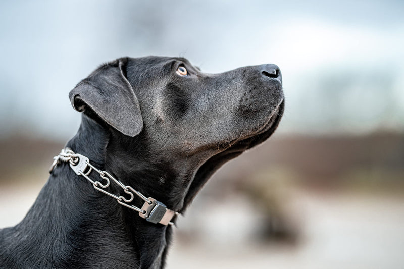 Herm Sprenger Dog Training Prong Collar with Quick Release Cliclock Buckle and Swivel Ring Adjustable Length German Made Stainless Steel Collar for Small to Medium Dogs Up to 15" Neck (2.25mm Prongs) 18in (up to 15" neck) x 2.25mm Links - PawsPlanet Australia