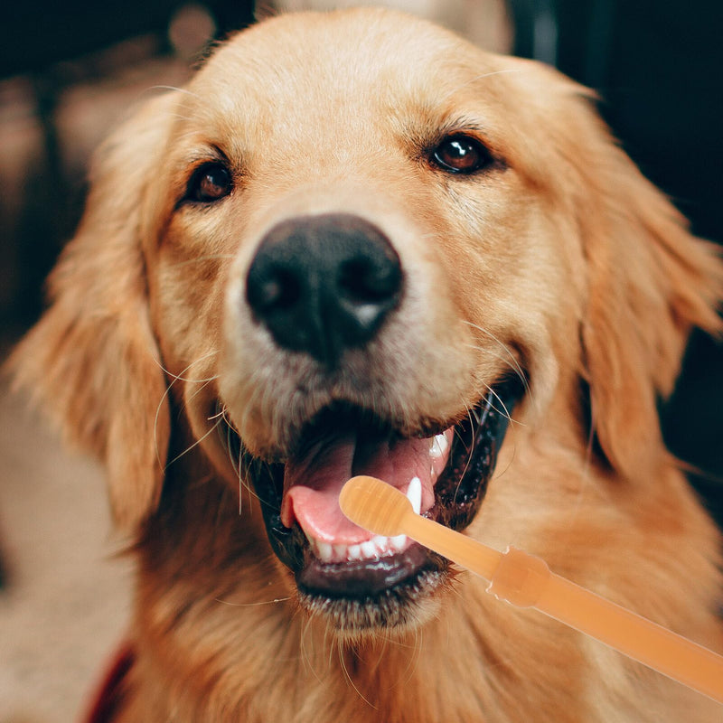Yardwe Dog Toothbrush Set with Soft Bristles and Ergonomic Handle Includes 2 Pet Toothbrushes and Storage Holder for Effective Oral Care and Tartar Prevention