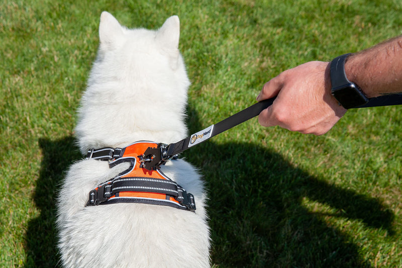 6FT Silicone Heavy Duty No Pull Tactical Dog Leash - Quick Release/Locking Carabiner for Medium & Large Breeds - Waterproof Durable Strong Training Leash (6 FT, Orange) 6' Blaze Orange - PawsPlanet Australia