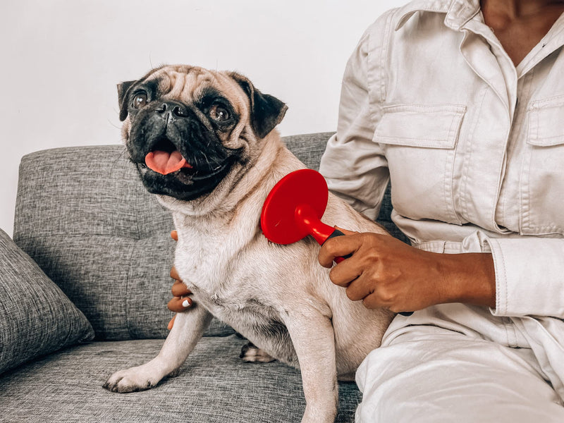 Tuff Pupper Round Bristle Soft Brush for Dogs and Cats | Gentle Grooming for Short or Long Hair | Soft Pin Tool for Sensitive Skin | Detangle & Remove Loose Fur | For Dematting & Detangling Undercoat Soft Bristle Brush - PawsPlanet Australia