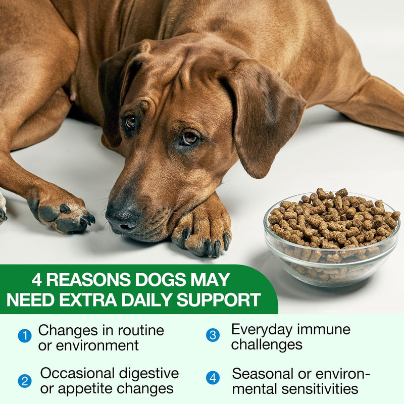 Antibiotics for Dogs, Dog Antibiotics, Natural Antibiotics for Dogs Immune Drops Help Supports Allergies, Itching, Coughs, Skin, Bacon Flavor (1 Pack) 1 Pack