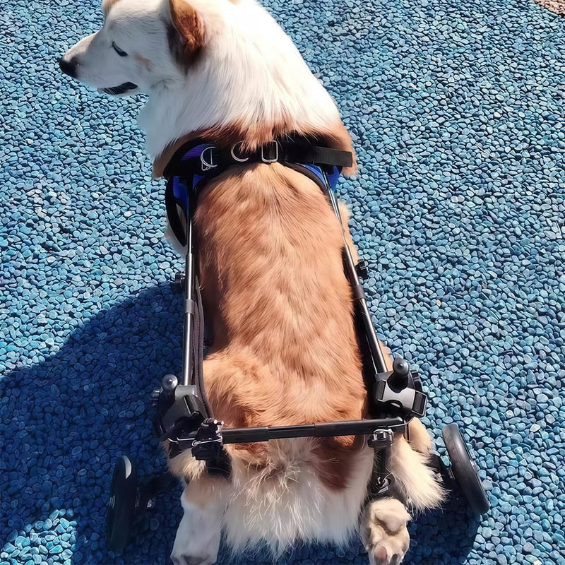 NUODWELL Dog Wheelchair for Back Legs, Adjustable 2-Wheel Aluminium Pet Wheelchair with Leg Brace and Hip Support, Rear Support Wheelchair, Dog Strollers for Elderly & Handicapped Dogs (Blue, M) Blue