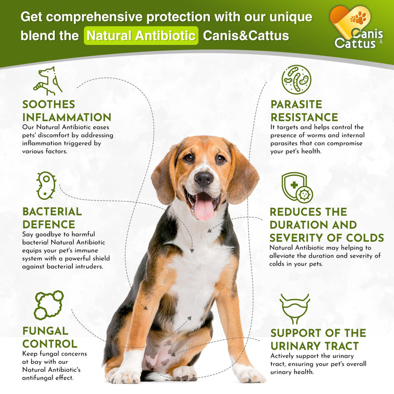 Antibiotics for Dogs | Cat Antibiotic | Pet Antibiotic | Natural Antibiotics for Cats | Dog Antibiotic | Natural Antibiotic for Dogs | Antibiotic for Cats | 2 Oz 1 Pack x 2 Oz - PawsPlanet Australia