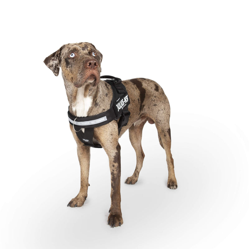 Julius-K9, IDC Powerharness, Dog Harness with Front Control Y-Belt, Black, Size: M/0 - PawsPlanet Australia