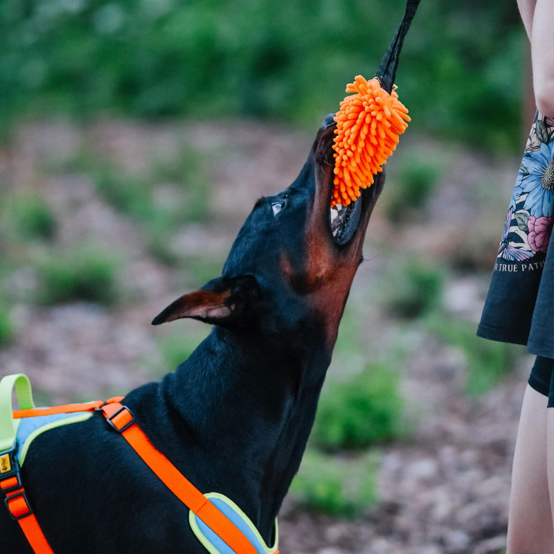 Dingo shaggy toy for dogs, soft nubby-textured, noodle plush that dogs love to play and cuddle with, tug toy with bungee strong shock tugger for dog training, agility sport, tug of war 9-18in orange 15673 - PawsPlanet Australia
