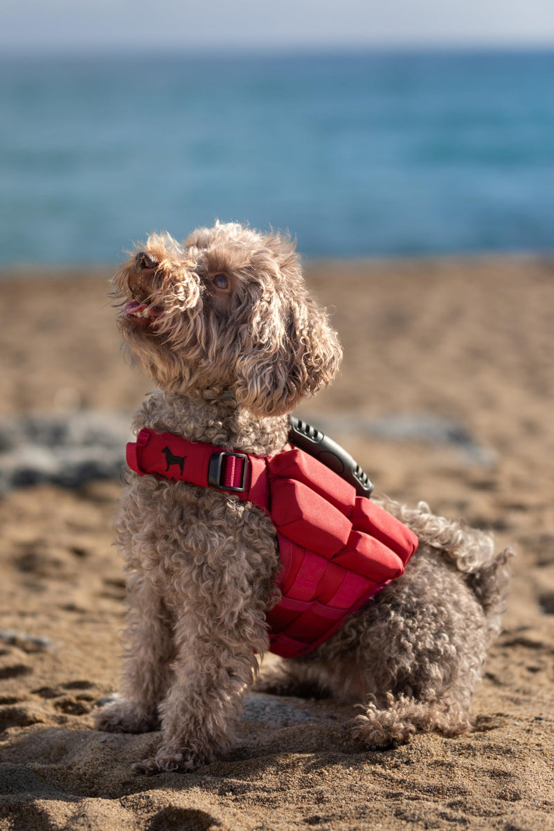 NOAH & PAW Dog Life Jacket, Human Standards Lifejacket Design, Dog Life Vest for Swimming and Boating, 3X Foam Support for Max Floating, Breathable Mesh, Salvavidas para Perros, Size XS 4 Cubes - PawsPlanet Australia