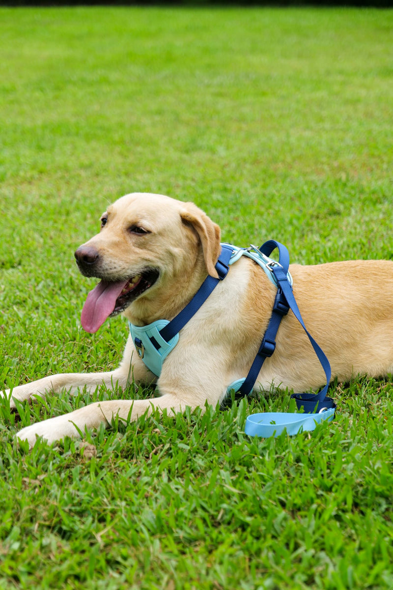 3 in 1 No Pull Dog Harness Leash and Collar Set, Soft Adjustable Dogs Vest Reflective and Comfortable Handle Blue Medium M(Neck:15-22",Chest:21-27") 44-65 lbs