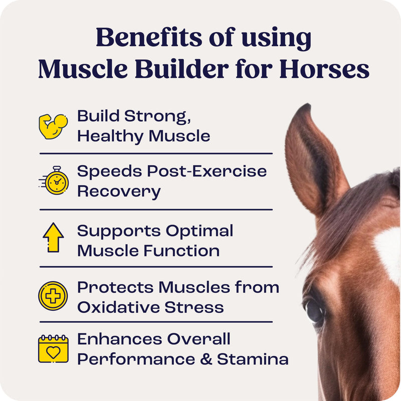 Muscle Builder Powder for Horses – Monk Fruit Flavored Horse Supplement w/Amino Acids, Vitamin E & More - Post Exercise, Training Muscle Recovery Powder - 30 Day Animal Supplements for Senior Horses 30 Day Supply Cream