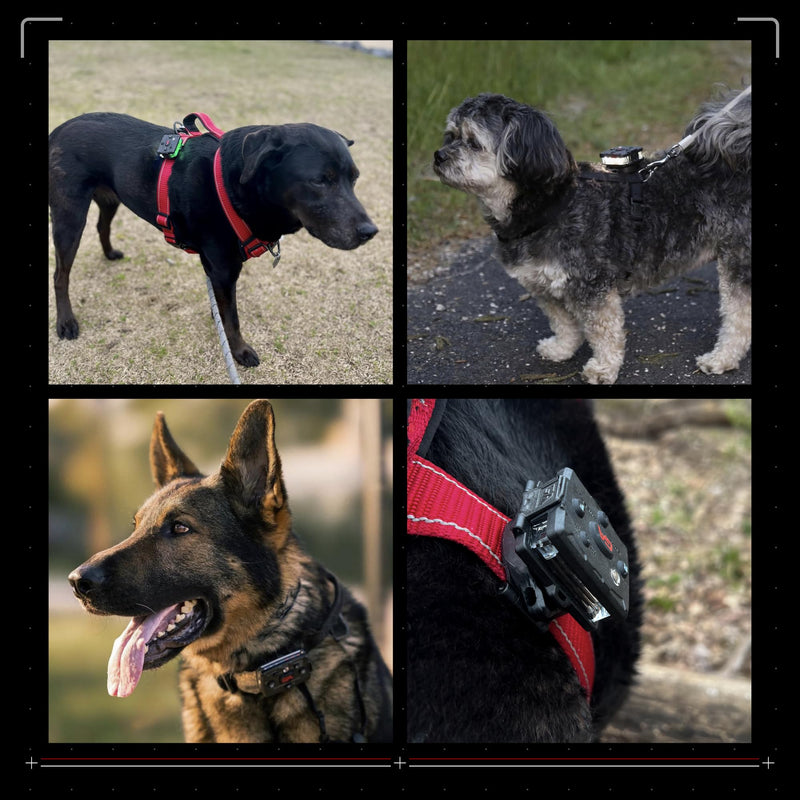 Guardian Angel Dog Walking Safety Light Kit Universal Clip Mount - PawsPlanet Australia