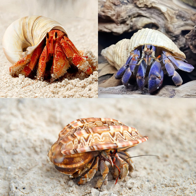 6PCS Large Hermit Crab Shells | Natural Sea Conch Size 3" - 3.5", Opening Size 1.5" - 2.5" | Turbo Seashells for Hermit Crab Supplies and Beach Decoration Large Sea Shell 6pcs Large Shells Size: 3" - 3.5" - PawsPlanet Australia