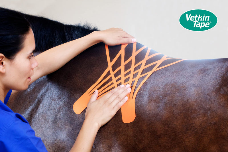 VETKIN VetkinTape® Veterinary Kinesiology Tape | Taping for Horses & Dogs | Equine & Canine kinesiotape | Latex Free and TÜV Quality Mark Certified | 1.2 inch - (3cm-5m) | Pack of 2 Rolls | Black - PawsPlanet Australia