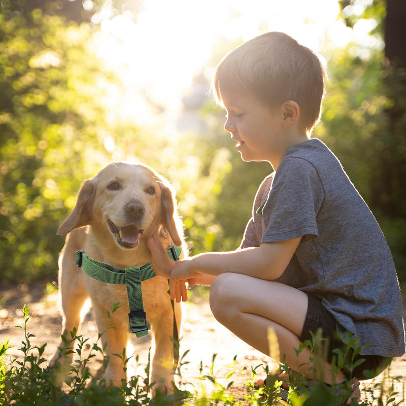 Dog Harness and Leash Set for Large Dogs, Anti-Odor & Soft, Comfortable for Sensitive Skin, No Pull Easy Walk Step-in Adjustable Dog Harness with Leash, Green(90% Bamboo, 10% Polyester) Green Set L 1"W 18"-20"L - PawsPlanet Australia