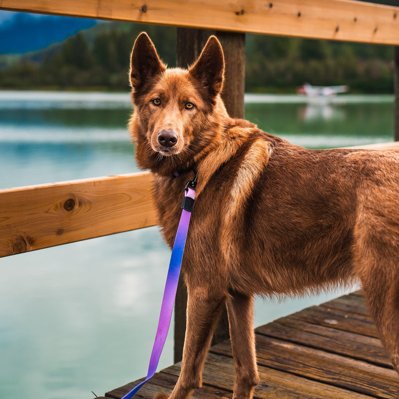 Wilderdog Waterproof Dog Leash - Repels Water & Dirt - Aurora - PawsPlanet Australia