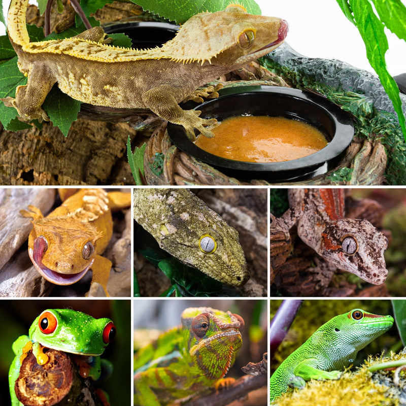 REPTI ZOO Magnetic Reptile Feeding Ledge, Gecko Feeder Ledge with 4PCS Cups, Hollow Vine Food Dish, Reptile Water Bowl for Bearded Dragon Lizard Snake, Reptile Terrarium Tank Accessories Dual Feeder - PawsPlanet Australia