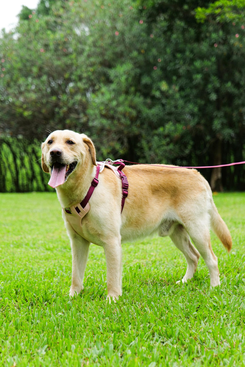 3 in 1 No Pull Dog Harness Leash and Collar Set, Soft Adjustable Dogs Vest Reflective and Comfortable Handle Pink Large L(Neck:19-27",Chest:26-34") 66-87 lbs - PawsPlanet Australia