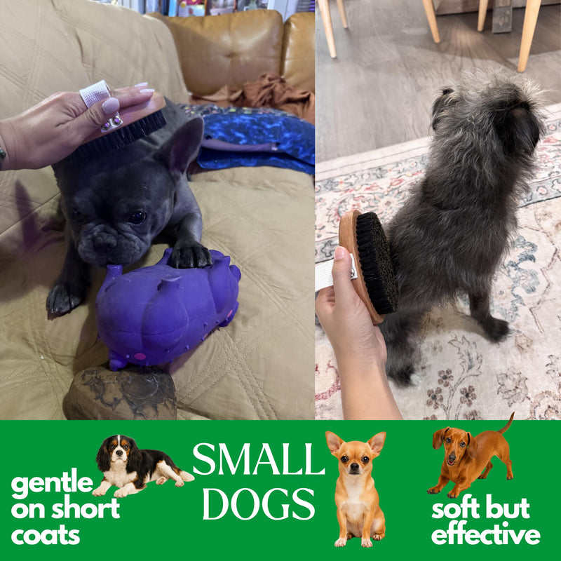 GranNaturals Soft Bristle Dog Brush for Short Haired Dogs & Cats w/Strap - Wooden Handle & Gentle Boar Bristles for Deshedding, Smoothing and Grooming Pet Hair Fur to Give Naturally Shiny Coat - PawsPlanet Australia