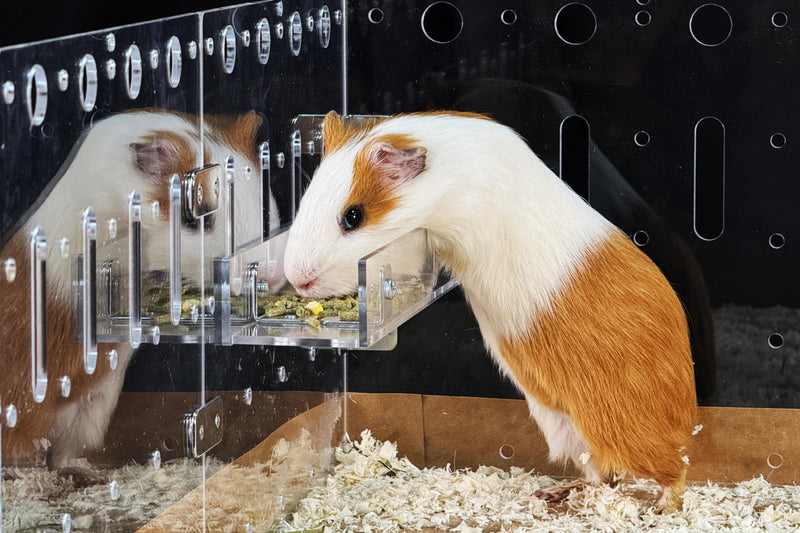 GuineaLoft™ Food Feeder - Say Goodbye to Traditional Bowls! The Ultimate Feeder for Small Pets like Guinea Pigs, Rabbits and Chinchillas. Designed & Made by Seasoned Owners - Guinea Loft Exclusive - PawsPlanet Australia