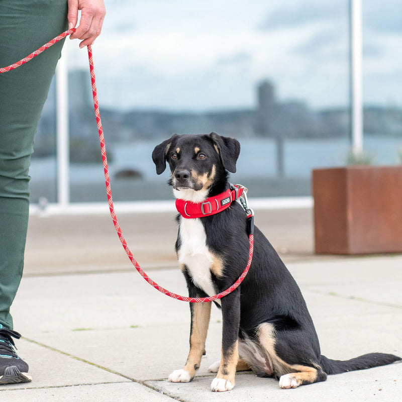 DOG Copenhagen Urban Explorer 3.0 Collar, Classic Red, Medium M - PawsPlanet Australia