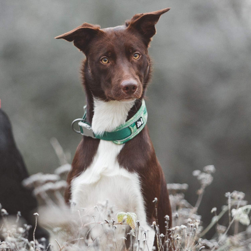 Hurtta Weekend Warrior Dog Collar , Park Camo, 22-26 in - PawsPlanet Australia