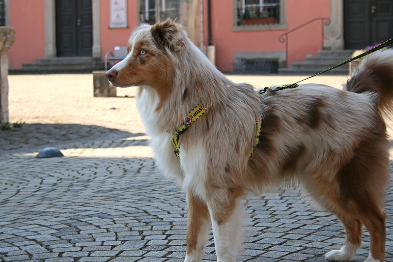 Dingo DO NOT PET Guard Harness Adjustable Safe Control Caring for Special Dog Needs Black/Yellow Size L 95378 YELLOW - PawsPlanet Australia