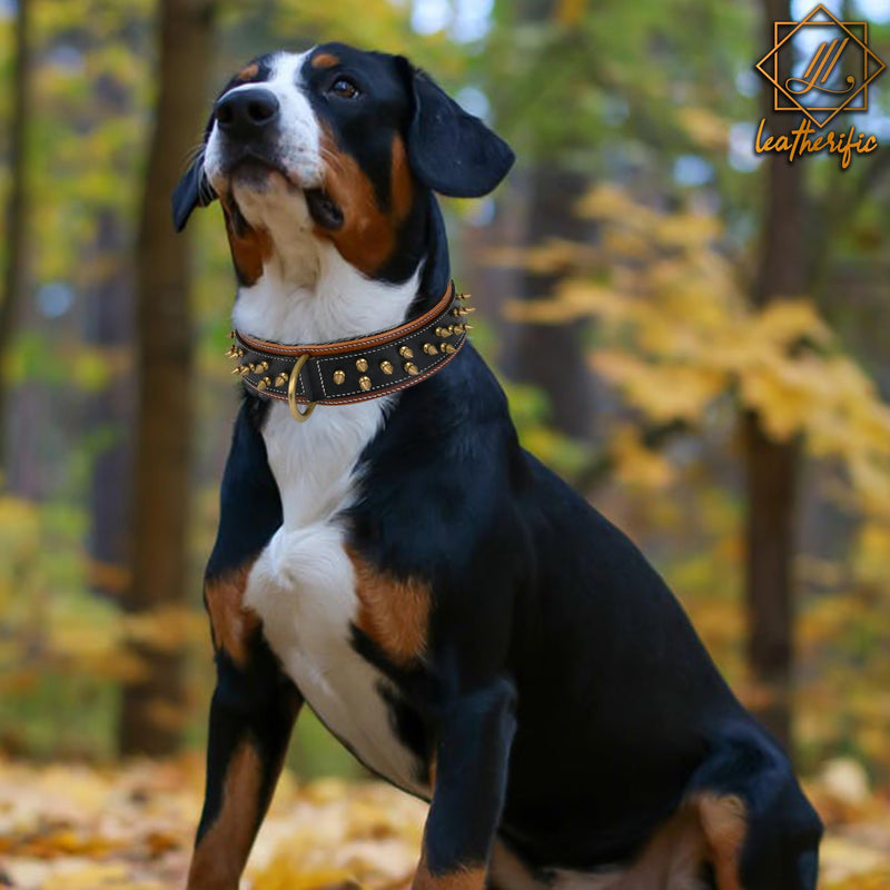 Genuine Leather Dog Collar by Leatherific, Premium Bridle Leather, Heavy Duty, Padded, Strong, Screwed Spikes, Medium, Large, Extra Large Breeds, 2" Wide (Charcoal, Neck Size 22"-26") Charcoal Neck Size 22"-26" - PawsPlanet Australia