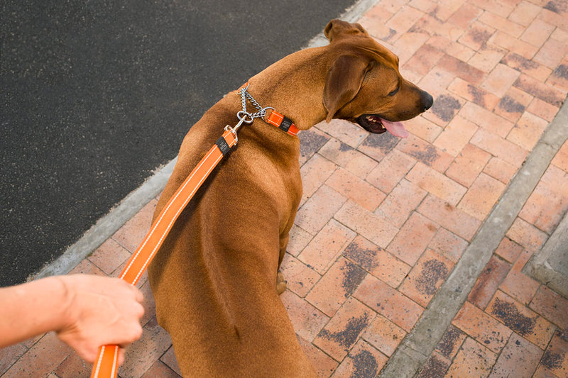Rogz Utility Medium 5/8-Inch Reflective Snake Obedience Half-Check Dog Collar, Blue - PawsPlanet Australia