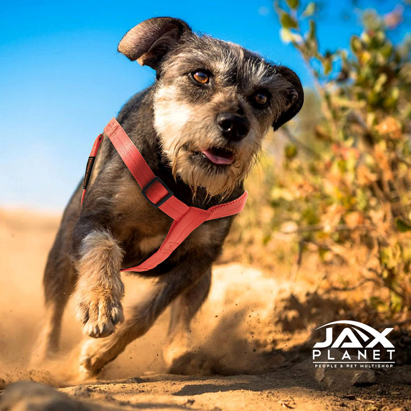 Dog Harness and Leash - Comfortable Leash and Harness for Small, Medium, Large Dogs - Perfect for Training, Includes D-Ring (S)HRN:Chest13.4~22.1/Neck12.2~20.5/LSH: 3.94 ft Harness+Leash:TiffanyBlue - PawsPlanet Australia