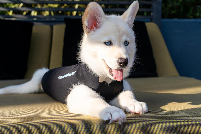 Shed Defender Recovery Suit for Dogs - Seen on Shark Tank, Post-Surgery Dog Onesie, Vet Approved, Anxiety Shirt, E-Collar Alternative, Calming Vest Jacket, Covers Hot Spots & Abdominal Wound, Bodysuit L (41 - 60 lbs) Heather Grey - PawsPlanet Australia