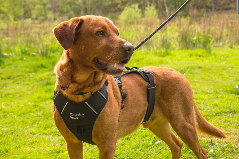 Mountain Paws 3-Strap Dog Harness | To Fit Chest Sizes 46–108cm, With Central Grab Handle And Reflective Piping Black Small - PawsPlanet Australia