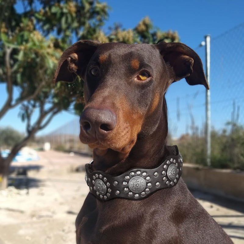 PET ARTIST Genuine Leather Dog Collar,Unique Design & Sturdy Leather,Heavy Duty Dog Collar,fit for Rottweiler Pitbull Medium&Large Dogs,Black,M M:Neck fit 16-20''(40-50cm) Black - PawsPlanet Australia