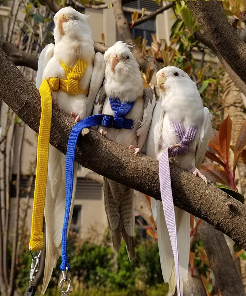 Pet Parrot Bird Harness Leash Adjustable Bird Flying Harness Traction Rope with Cute Wing for Parrots Pigeons Budgerigar Lovebird Cockatiel Mynah Outdoor Training Toy (M, Blue) Medium - PawsPlanet Australia