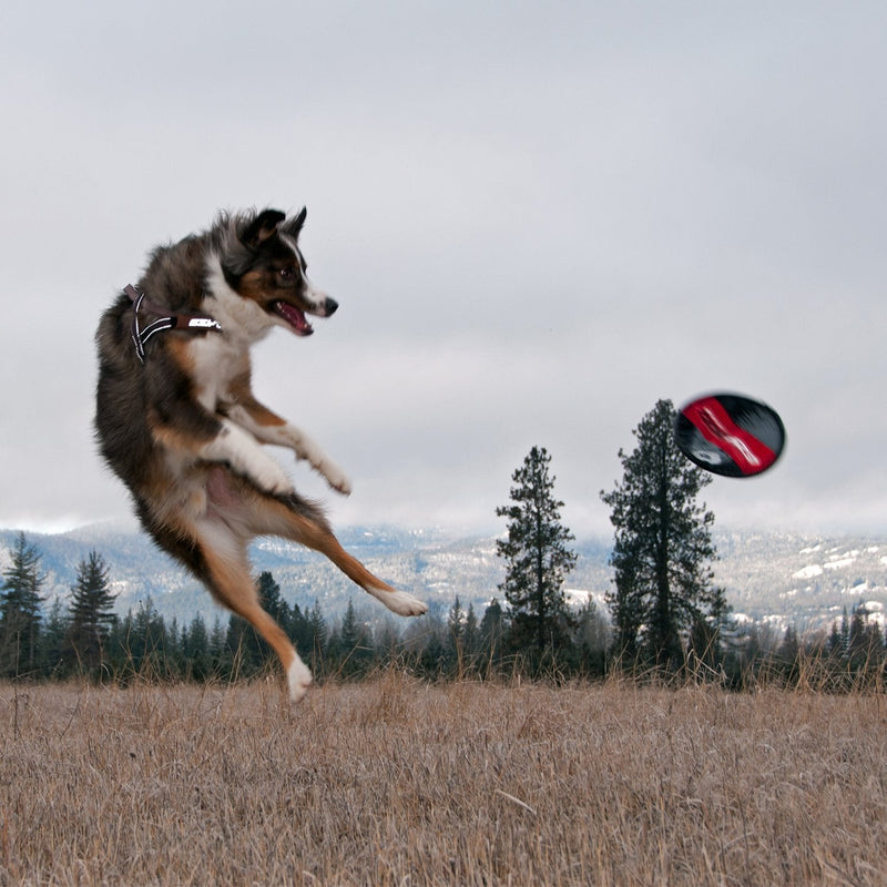 EzyDog Fido Flyer Dog Disc Frisbee Toy - Heavy Duty Nylon-Reinforced Webbing for Durability - Lightweight and Perfect for Fetching, Running and Exercise - Designed for Small, Medium and Large Dogs