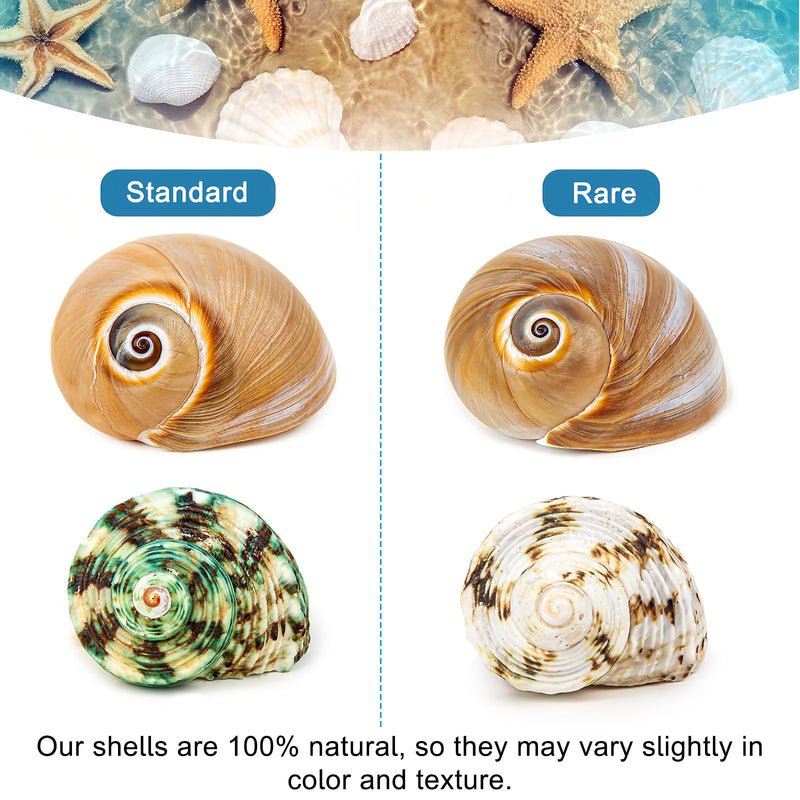 5PCS Hermit Crab Shells | Natural Sea Conch Size 2.1" - 2.8", Opening Size 0.9" - 1.5" | Medium Large Turbo Seashells for Hermit Crab Supplies and Beach Decoration Sea Shell - PawsPlanet Australia