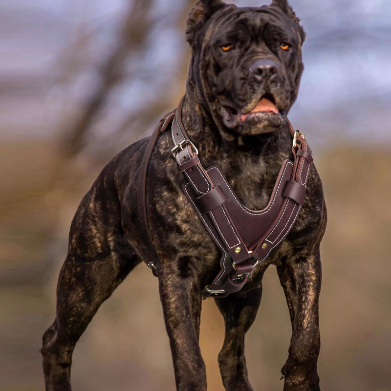 PET ARTIST Adjustable Premium Leather Dog Harness for Large Dogs，with Strong Metal Buckles，Perfect for Daily Walking and Training，Doberman German Shepard Rottweiler Pit XL:Chest:29-36" - PawsPlanet Australia