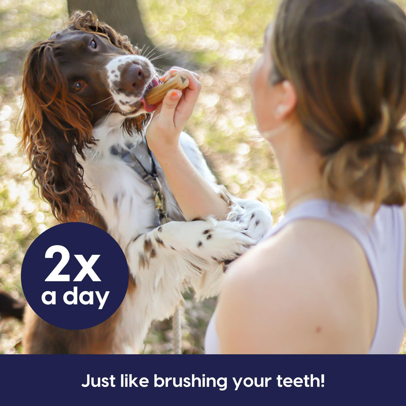 Ark Naturals Fortify Brushless Toothpaste – Large Breeds, 18oz Bag – Dog Dental Chew with Calcium, Omegas & Beef Marrow Center – Support Strong Teeth and Freshen Breath with Dental Chews for Dogs Large Breed - PawsPlanet Australia