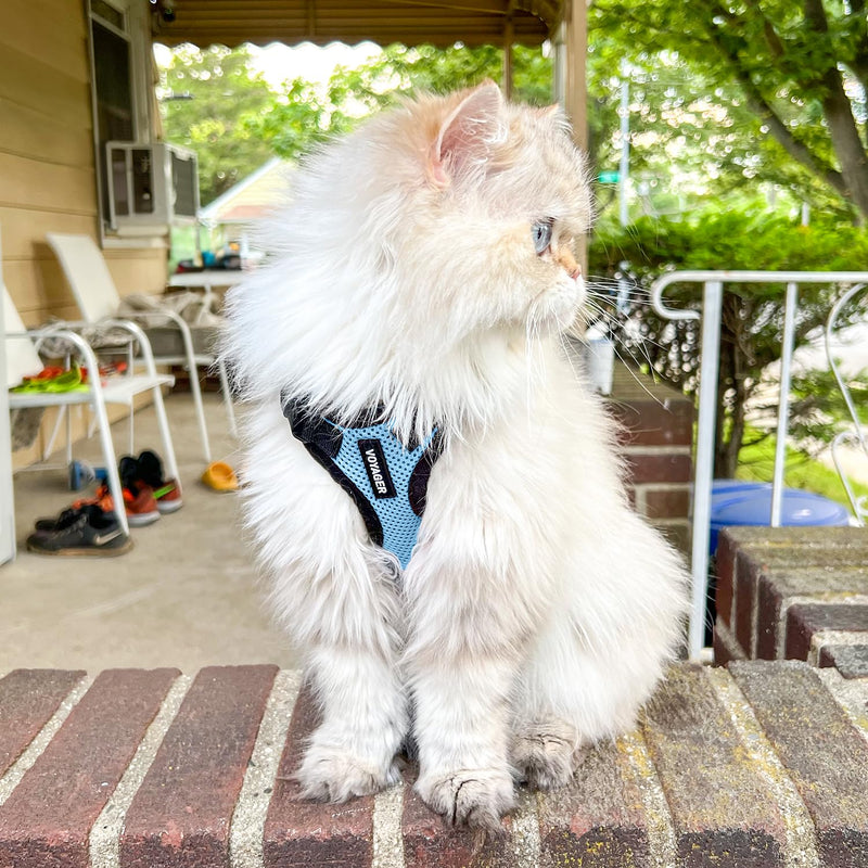 Voyager Step-in Lock Cat Harness and Reflective Cat Leash with Neoprene Handle by Best Pet Supplies - Supports Small, Medium and Large Breed Cats, Baby Blue/Black Trim, size S - 5ft Harness Leash Set (Baby Blue/Black Trim)