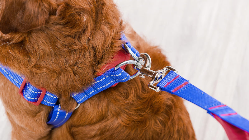 The Dodo Blue Dog Harness - Extra Large; Easy Step-in Harness for Dogs; Breathable Mesh Fabric; Snap-Together, Pinch Release Buckle, Ring for Leash Attachment; Everyday Pet Apparel X-Large - PawsPlanet Australia