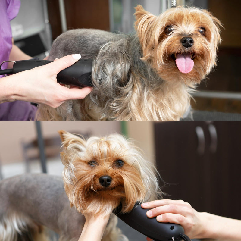 Detachable A Series 10 Blade Dog Grooming Cut Length 1/16" / 1.5mm Japanese Carbonized Steel Dog Grooming Blades 10 (Compatible A5 Series Clippers for Dogs Horses(B10) 10 (1/16" / 1.5mm) - PawsPlanet Australia