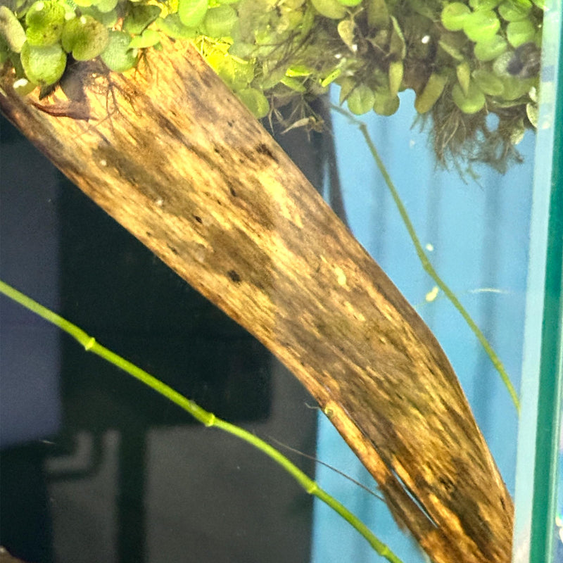 Banana Leaves for Fish and Aquarium Decoration, Natural and Safe for Aquatic Pets, Reduces Stress Cherry Shrimp Leaves (5, Banana Leaves) 5 - PawsPlanet Australia