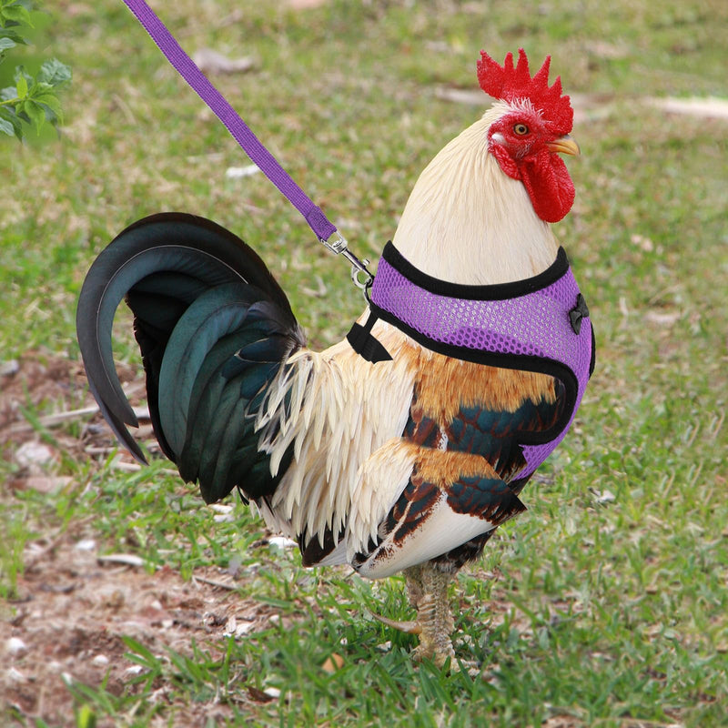 4Pcs Adjustable Chicken Harness Safe Convenient Breathable Comfortable Suitable for Small Animal Training Can Be Used As a Chickens Leashes and Harnesses (Medium) - PawsPlanet Australia