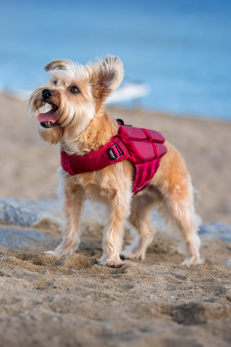 NOAH & PAW Dog Life Jacket, Human Standards Lifejacket Design, Dog Life Vest for Swimming and Boating, 3X Foam Support for Max Floating, Breathable Mesh, Salvavidas para Perros, Size XS 4 Cubes - PawsPlanet Australia