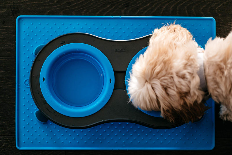 Dexas Double Elevated Feeder Small Pro Blue Small/1 Cup Capacity Bowls - PawsPlanet Australia