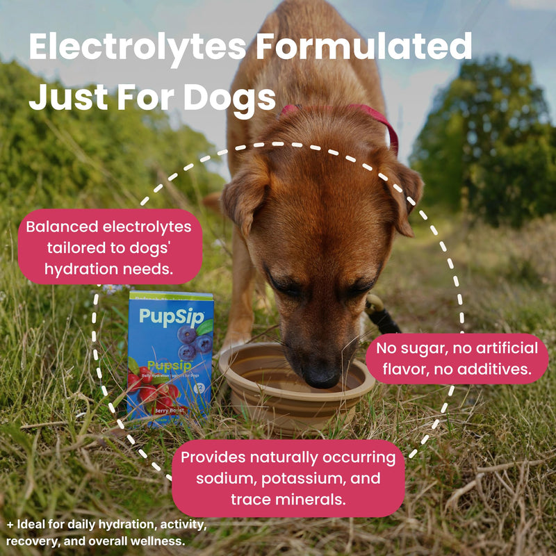 Dog Electrolytes – Hydration Support for Heat, Travel & Exercise – Helps Prevent Dehydration & Encourage Drinking – Water Flavor Enhancer with Electrolytes for Dogs, 12 Sticks