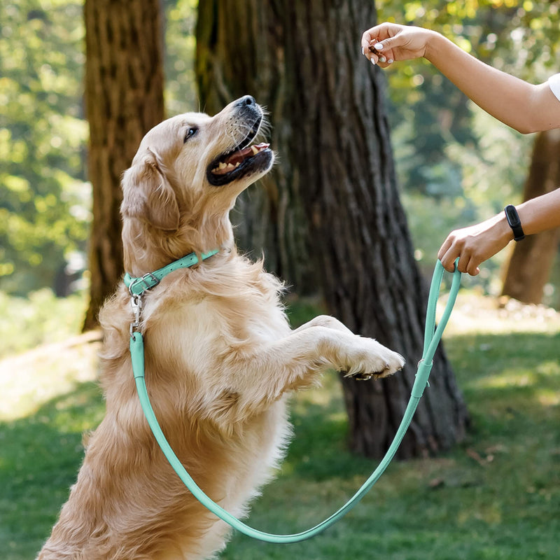 CollarDirect Rolled Leather Dog Leash 4ft, Soft Padded Training Leather Dog Lead 6ft, Puppy Leash Rolled Leather Small Medium Large Black Blue Red Orange Green Pink White (Mint Green, Size XL 6ft) - PawsPlanet Australia
