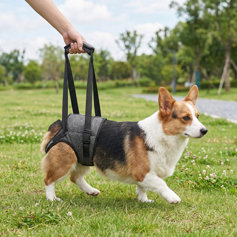 Adjustable Dog Lifting Harness | Hip Support Sling Arthritis Dog Harness Disabled Dog Sling Elderly Dog Lifting Strap | Fits Small Medium Big Breeds | Padded Straps for Walks Stairs Car Rides Rehab(M) M