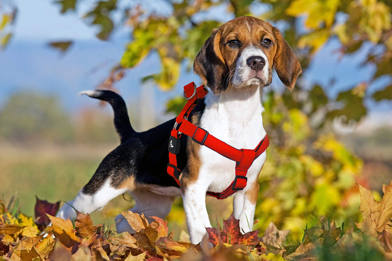 Kruz No Pull Dog Harness (Chest 21”-30”, Weight 22-53 lbs) Heavy-Duty Pet Harness for Medium Breeds, Ultra-Comfort Fit, Lifetime Durability, Adjustable Dog Harness No Pull Design (Red, Medium) Red - PawsPlanet Australia