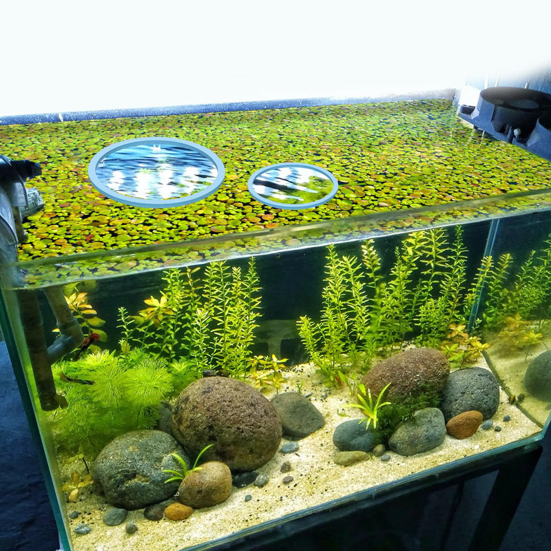5pcs Aquarium Floating Plant Rings, Foam Round Fish Feeding Rings 5 Size Floating Plant Corral Fish Tank Food Ring Keep Floating Plants in Place (Blue) - PawsPlanet Australia